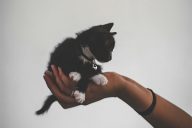1_Pet_Insurance 1_Pet_Insurance