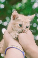 4_Pet_Insurance 4_Pet_Insurance