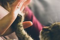 5_Pet_Insurance 5_Pet_Insurance